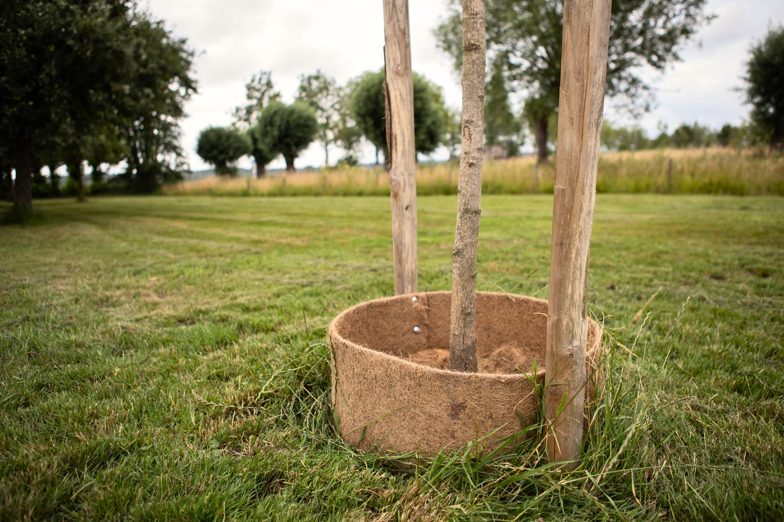 gießrand, kokosfaser, bewässerung, baumbewässerung